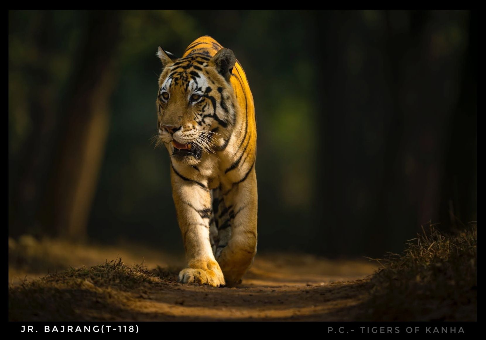 Jr. Bajrang (T-118)