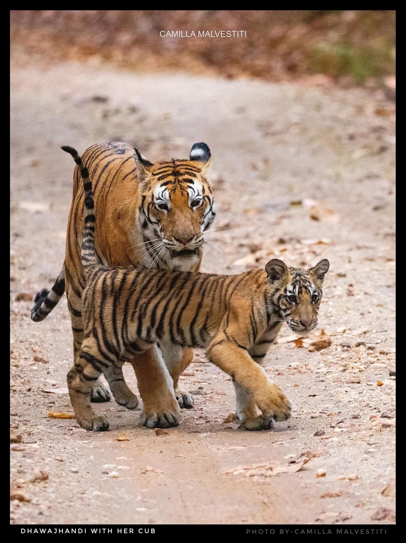 Tiger in Kanha