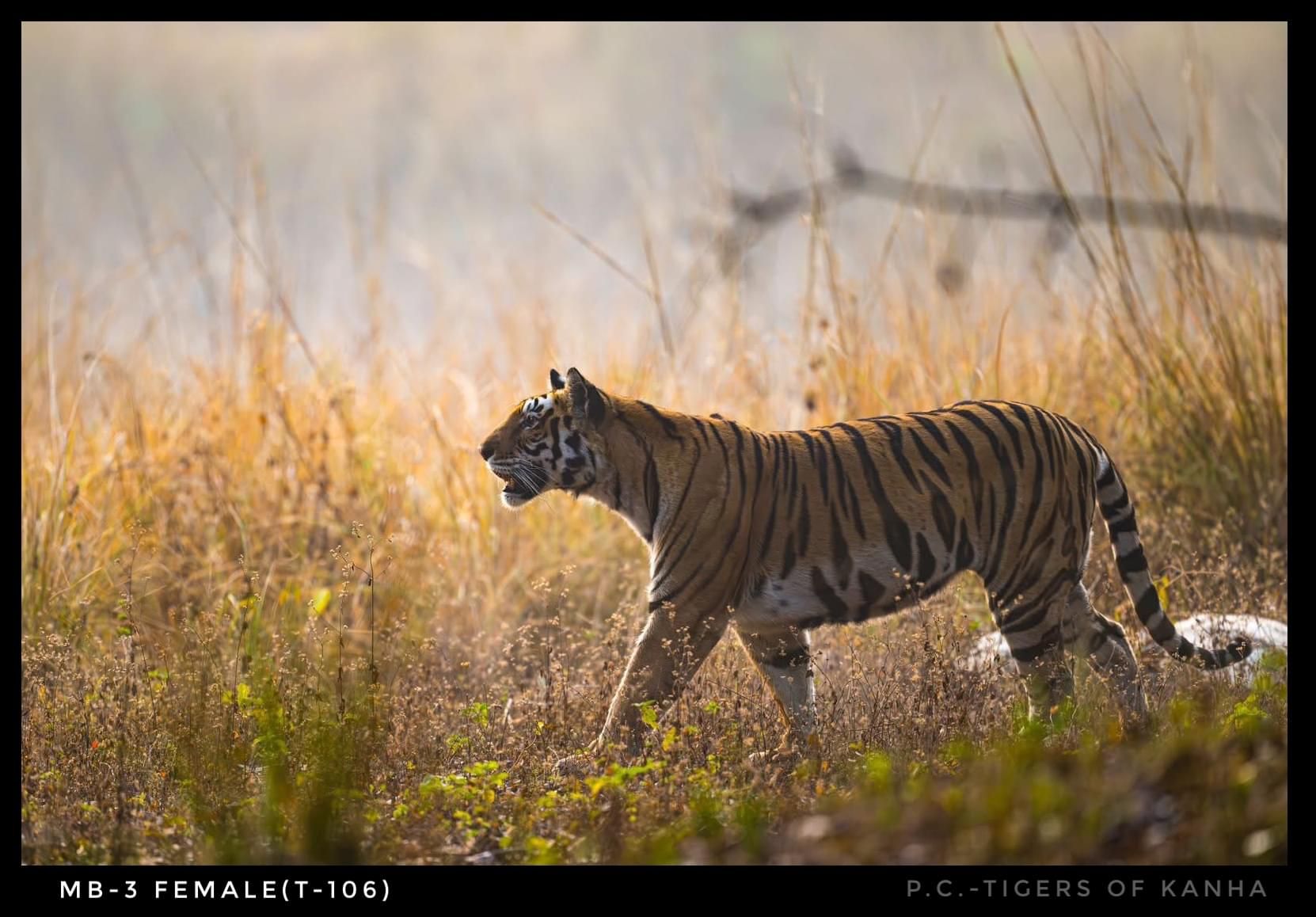 Tiger in Kanha