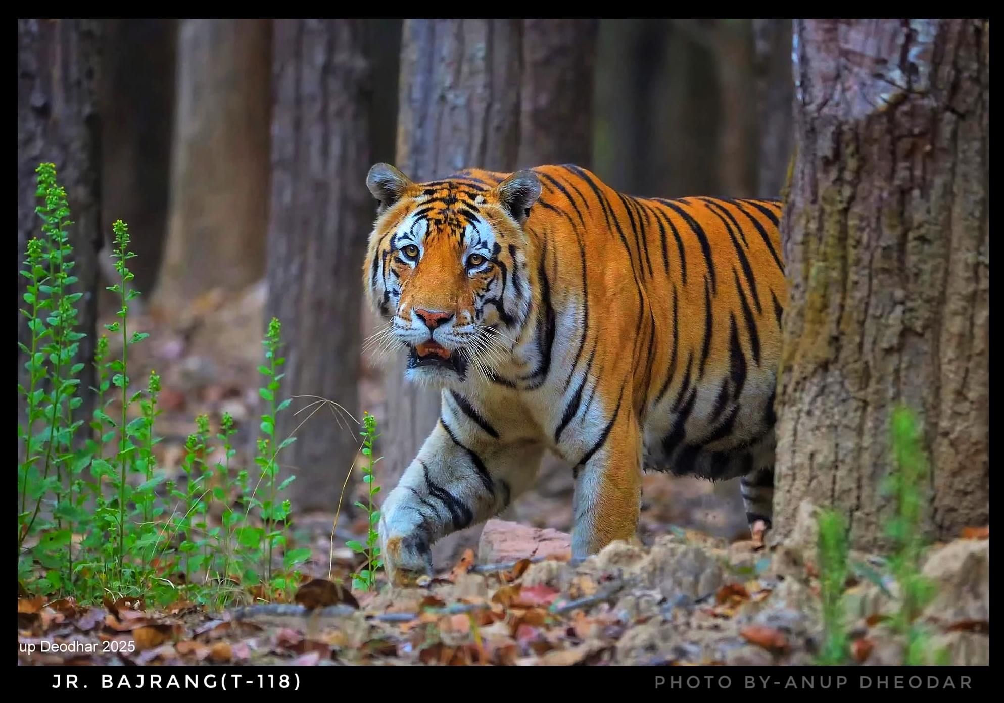 Tiger in Kanha