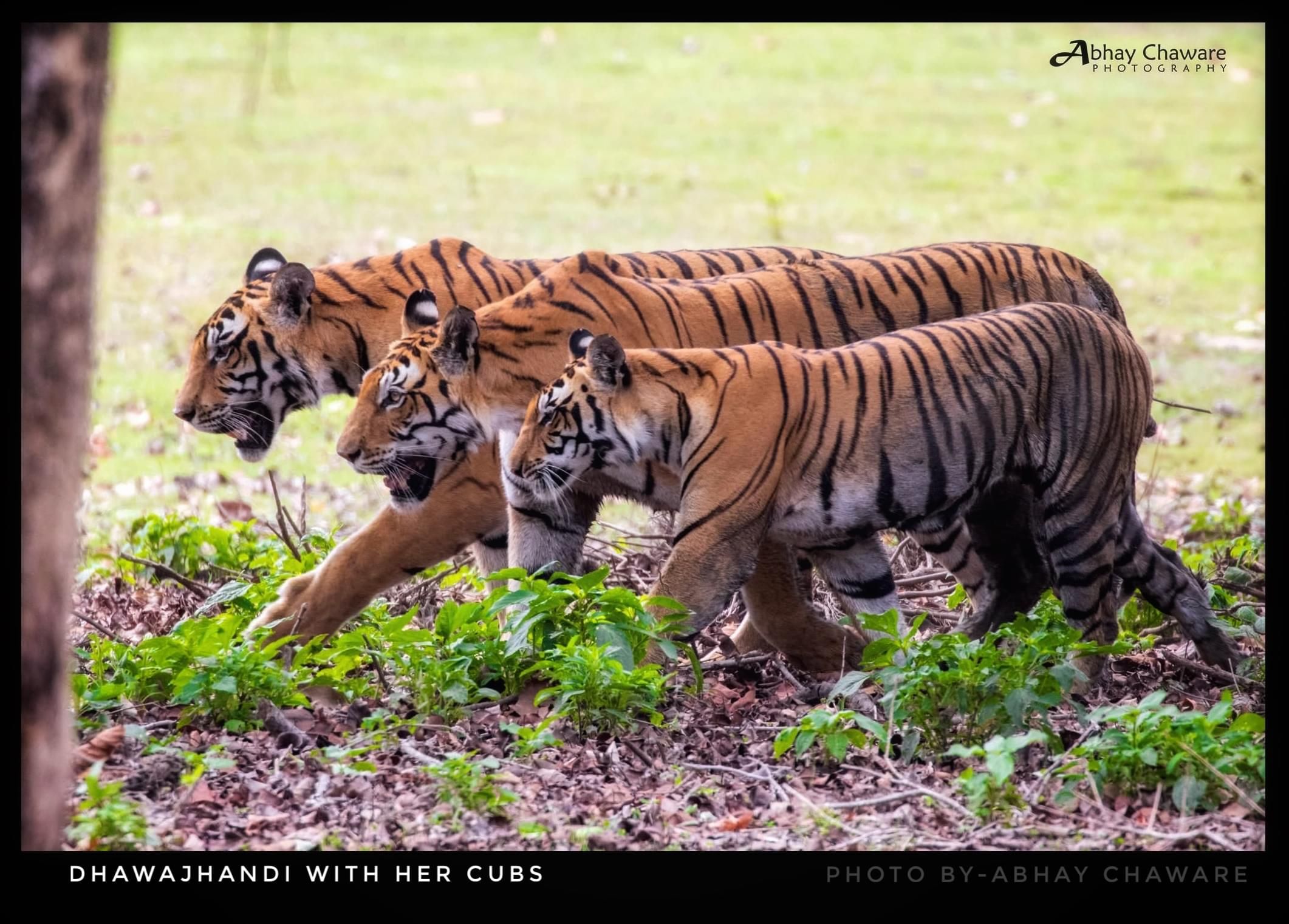Tiger in Kanha